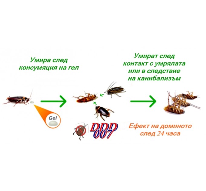 Снимки на различни видове хлебарки