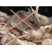 Мобилно устройство за прогонване на мишки Pest controller